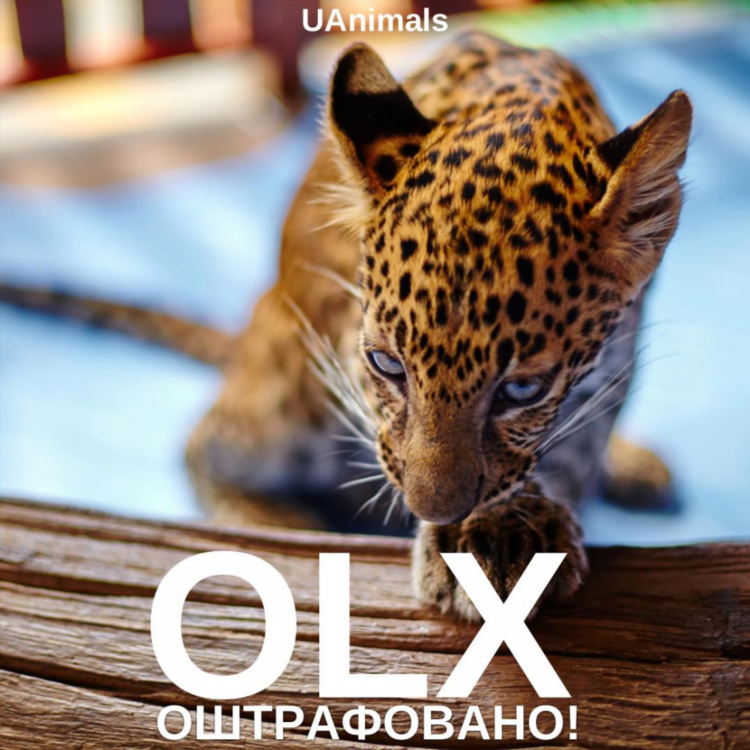 Африканская доска объявлений