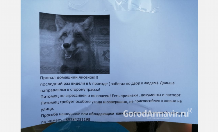 Армавир доска объявлений животные