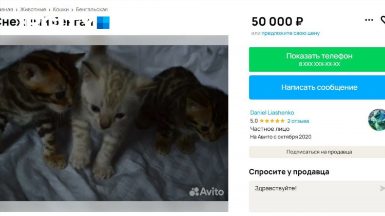 Авито курган объявления животные