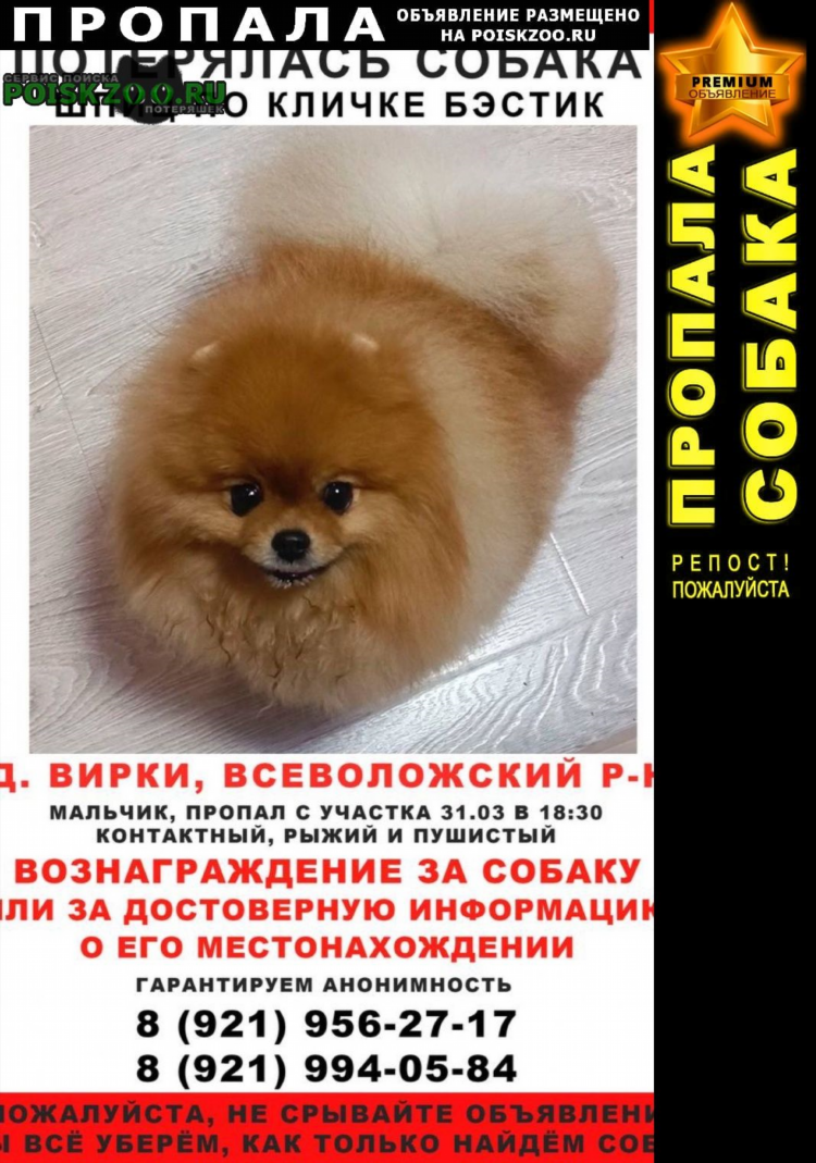 Доска объявлений шпиц