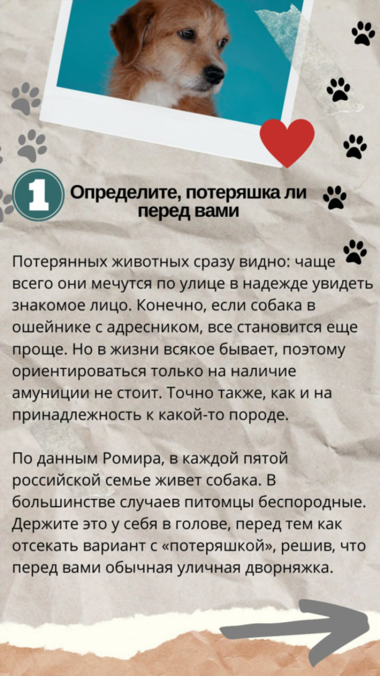 Объявление о пропаже собаки