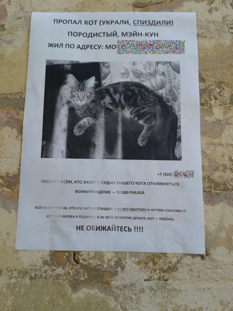 Объявление про кота