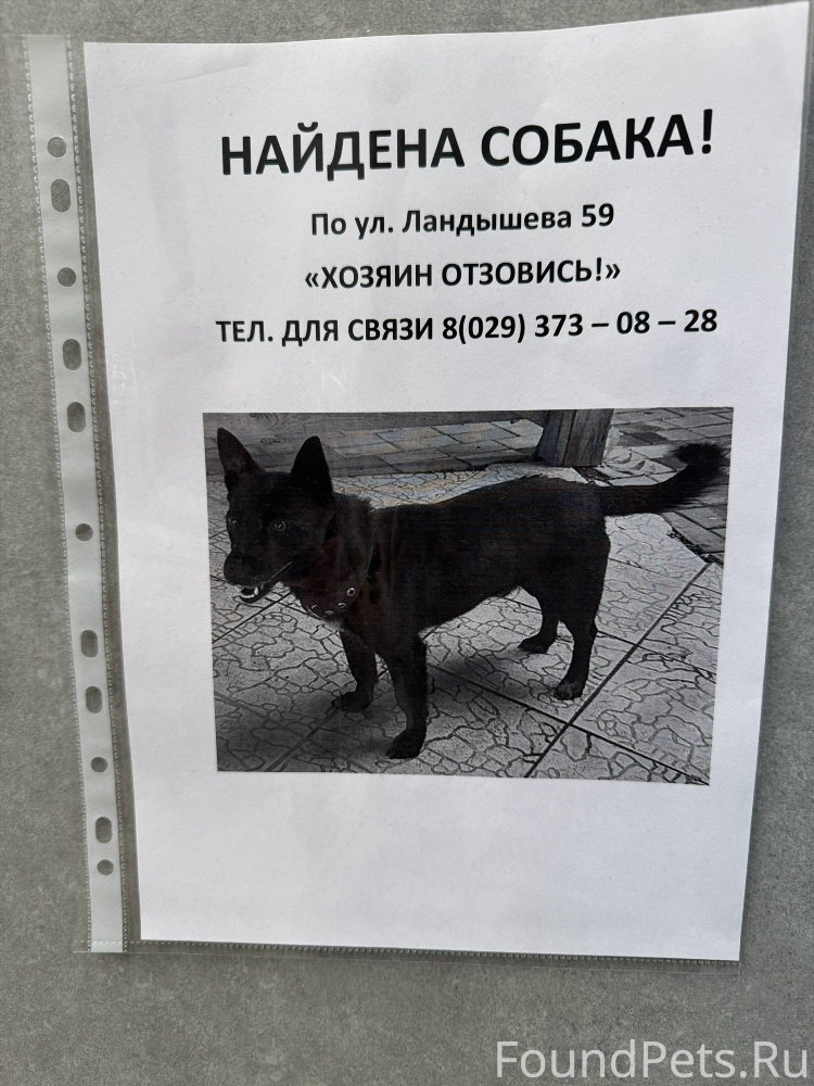 Подать объявление о пропаже собаки