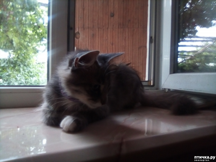 Потеряшки воронеж кошки объявления