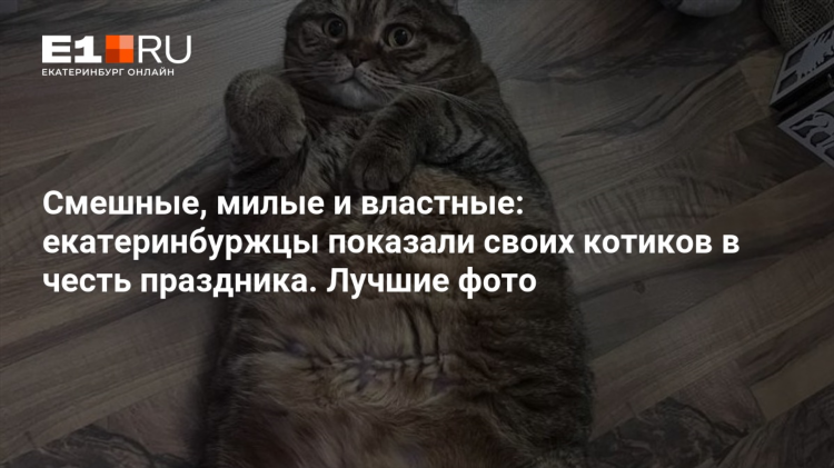 Смешное объявление о продаже кота